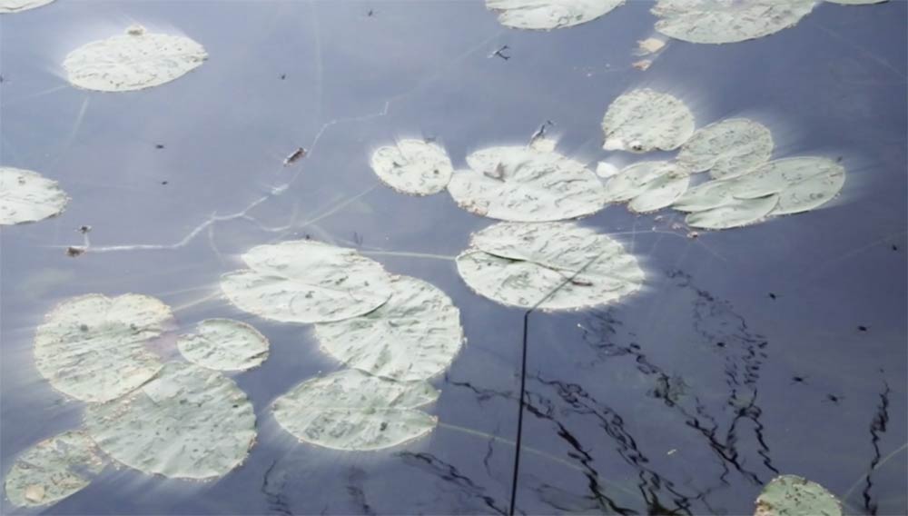 Le lac aux nénuphars